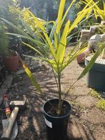 Trachycarpus nova x nanus, Overige soorten, Volle zon, Vaste plant, Ophalen of Verzenden