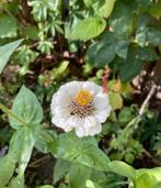 Zinnia lilliput white zaden, Ophalen of Verzenden, Voorjaar, Volle zon, Zaad