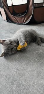 Britse korthaar kittens, Dieren en Toebehoren, Katten en Kittens | Raskatten | Korthaar