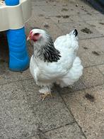 2 brahma,s kippen, Dieren en Toebehoren, Pluimvee, Vrouwelijk, Kip
