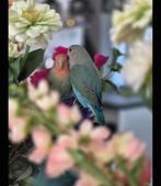 2 handtamme agapornissen 10 maanden oud, Geslacht onbekend, Dwergpapegaai of Agapornis, Tam