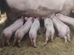 vleesbiggen, Dieren en Toebehoren, Meerdere dieren, Varken, 0 tot 2 jaar