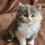 British longhair Kitten, Dieren en Toebehoren, Katten en Kittens | Raskatten | Korthaar, Kater