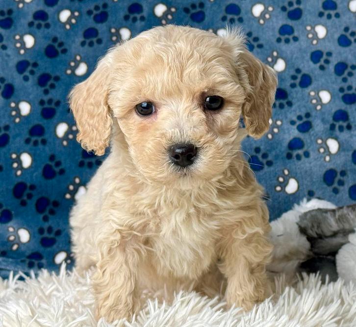 Maltipoo pups 5 reutjes 1500€ 1 teefje 1600€, Dieren en Toebehoren, Honden | Chihuahua's en Gezelschapshonden, Meerdere dieren