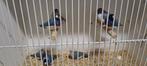 Blauwe gouldamadines  gereserveerd, Dieren en Toebehoren, Vogels | Overige Vogels, Meerdere dieren, Tropenvogel, Geringd