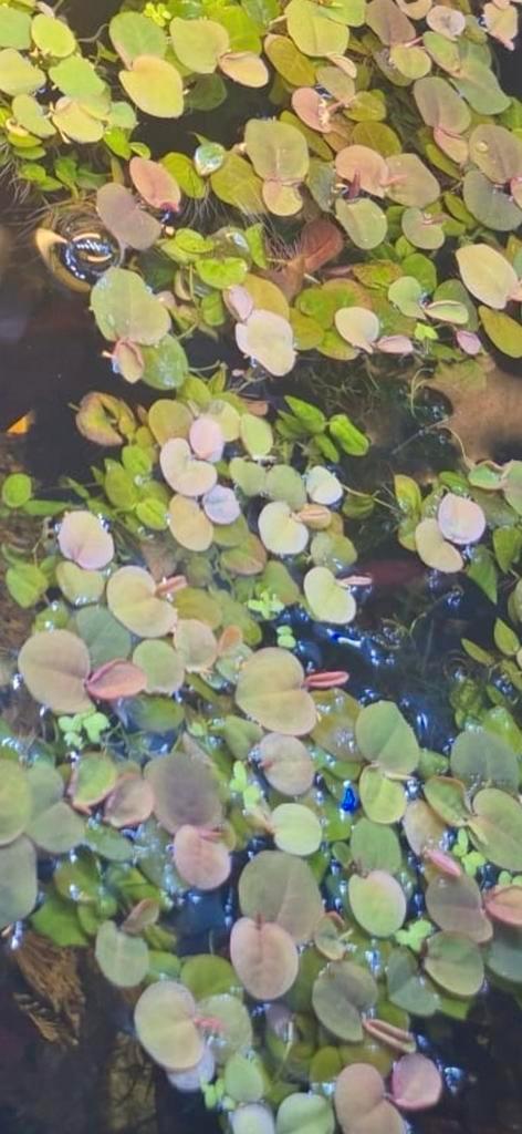 Phyllanthus fluitans, Dieren en Toebehoren, Vissen | Aquaria en Toebehoren, Zo goed als nieuw, Plant(en), Steen of Hout, Ophalen of Verzenden