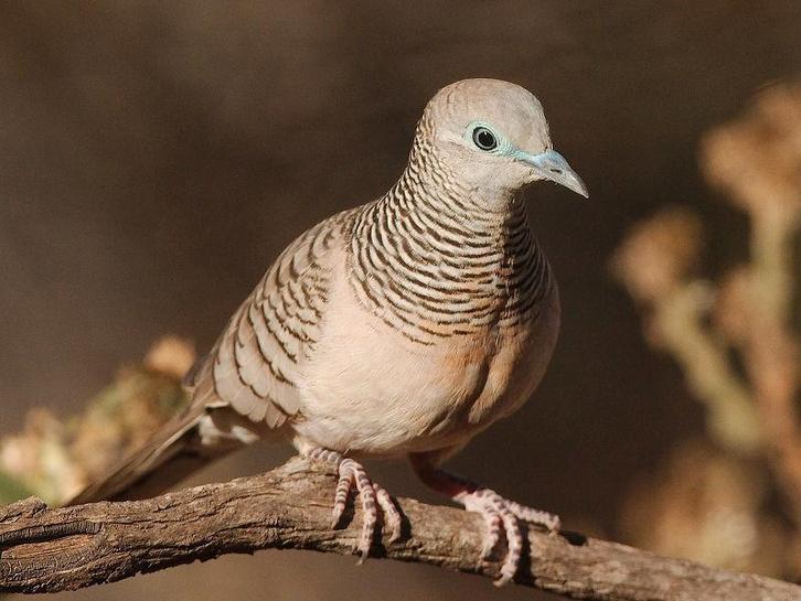 Vredesduif, Dieren en Toebehoren, Vogels | Overige Vogels, Mannelijk