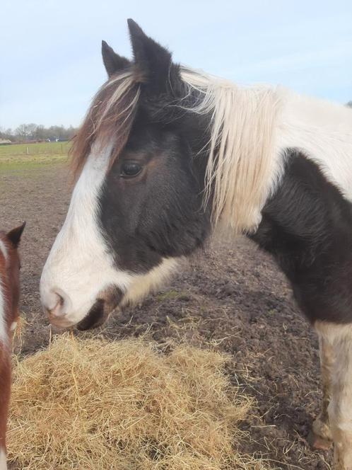 d/e-pony bonte merrie c/d bonte ruin sport/men pony merrie, Dieren en Toebehoren, Pony's, Merrie, B pony (1.17m tot 1.27m), Recreatiepony