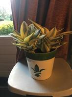 Bloempot klassiek model incl. binnenpot en mooie vetplant, Ophalen, Rond, Binnen, Zo goed als nieuw