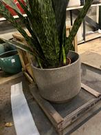 Grote betonnen pot, Tuin en Terras, Bloempotten, Ophalen, Zo goed als nieuw, Rond, Minder dan 25 cm