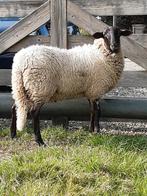 Schoonebeker dekram, Dieren en Toebehoren, Schapen, Geiten en Varkens, Mannelijk, Schaap, 0 tot 2 jaar
