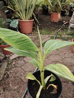 Musa Siam green, Volle zon, Vaste plant, Ophalen of Verzenden, Zomer