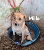 Dappere Milla, bijna 6 jr, teefje, ter opvang of adoptie, Particulier, Buitenland, Teef, Eén hond