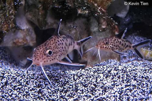 1x koekkoekmeerval 10cm te koop, Dieren en Toebehoren, Vissen | Aquariumvissen, Zoetwatervis, Vis
