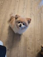 2 lieve hondjes, Dieren en Toebehoren, Honden | Niet-rashonden, Meerdere, Meerdere dieren, Klein, 3 tot 5 jaar