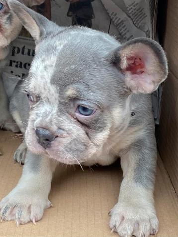Franse Bulldog puppy’s beschikbaar voor biedingen