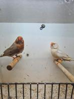 Te koop koppel oranjebors man van 2024 X isabel pop van 2025, Dieren en Toebehoren, Vogels | Kanaries, Meerdere dieren, Kleurkanarie