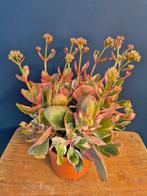 Kalanchoe Variegata pink met bloem p17 (2), Ophalen of Verzenden, Halfschaduw, Minder dan 100 cm