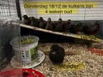Chinese dwerg kwartel geboren nov 2025 - natuur broed, Dieren en Toebehoren, Pluimvee, Meerdere dieren, Kip