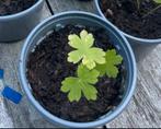 🌺🐝 Geranium phaeum donkere ooievaarsbek paarsrood, Tuin en Terras, Planten | Tuinplanten, Volle zon, Vaste plant, Zomer, Ophalen