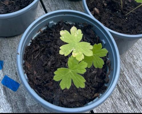 🌺🐝 Geranium phaeum donkere ooievaarsbek paarsrood, Tuin en Terras, Planten | Tuinplanten, Vaste plant, Overige soorten, Volle zon