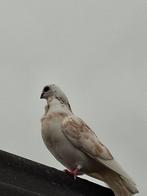 Figurita's, Meerdere dieren