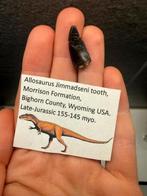 Allosaurus tand - 2.5cm, Verzamelen, Mineralen en Fossielen, Ophalen of Verzenden, Fossiel