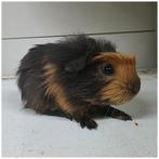 Coronet cavia beertje, Dieren en Toebehoren, Knaagdieren, Cavia, Mannelijk, Juli, Tam
