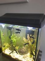 Te koop leeg aquarium  zonder  vissen aleen het aquarium, Dieren en Toebehoren, Vissen | Aquaria en Toebehoren, Ophalen, Zo goed als nieuw