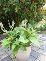 Stenen Pot met Hosta, Ophalen, Zomer, Overige soorten