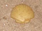 shell hanger  jaren 50 / 60, Verzamelen, Merken en Reclamevoorwerpen, Ophalen of Verzenden, Gebruikt, Overige typen