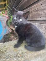 Kitten te koop, Dieren en Toebehoren, Katten en Kittens | Overige Katten, Poes