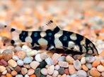 Botia kubotai – Polkadot Botia - Koidream Valburg, Dieren en Toebehoren, Vissen | Aquariumvissen, Vis, Zoetwatervis, Schoolvis