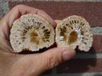 Araucaria mirabilis, fossilized pine cone, Ophalen of Verzenden, Fossiel