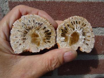 Araucaria mirabilis, fossilized pine cone beschikbaar voor biedingen