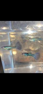 Blue green ribbon fin, Dieren en Toebehoren, Vissen | Aquariumvissen, Vis