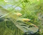 2 vrouwtjes Albino guppy, Vis, Zoetwatervis