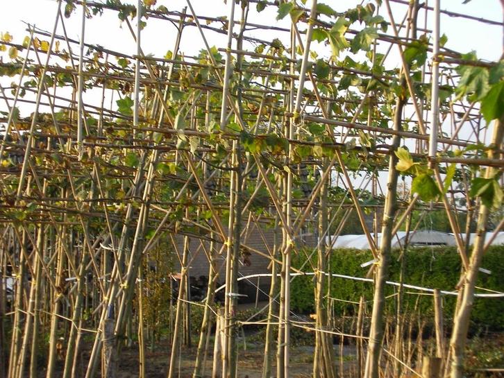 Leilinde,tilia platyphyllos is een groot bladerig linde, Tuin en Terras, Planten | Bomen, Leiboom, Volle zon, Bloeit niet, In pot