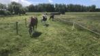 Weidegang en stalling Albrandswaard, Weidegang, 4 paarden of pony's of meer