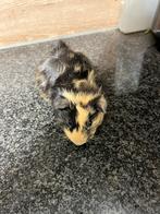 Tekoop: mooie borstel cavia, Dieren en Toebehoren, Knaagdieren, Cavia, Mannelijk, Tam, Oktober