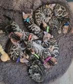Prachtige bengaal kittens beschikbaar, Meerdere dieren, Gechipt, 0 tot 2 jaar
