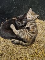 boerderij kitten (zwart, vermoedelijk een poes), Dieren en Toebehoren, Katten en Kittens | Raskatten | Korthaar, Meerdere dieren