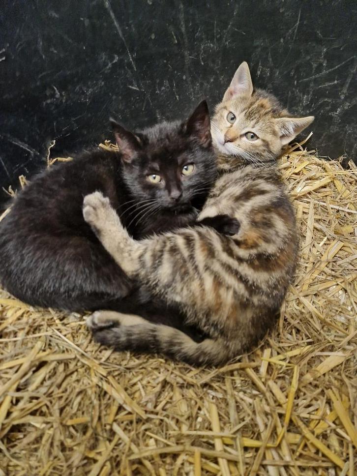 boerderij kitten (zwart, vermoedelijk een poes), Dieren en Toebehoren, Katten en Kittens | Raskatten | Korthaar, Meerdere dieren