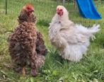 Brahma krul en glad kuikens te reserveren!🐣, Meerdere dieren, Kip