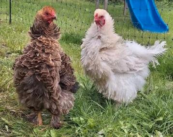 Brahma krul en glad kuikens te reserveren!🐣 beschikbaar voor biedingen