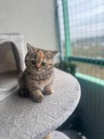 Britse korthaar kittens van stamboom ouders, Dieren en Toebehoren, Katten en Kittens | Raskatten | Korthaar, Meerdere dieren, Gechipt