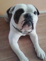 Honden Katten en Huisdieren Oppas / Opvang / Uitlaat service, Ophalen