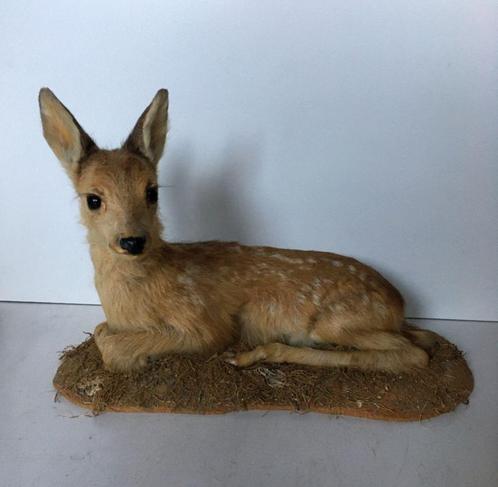 Ree kalf, hertje, bambi - taxidermie - prachtstuk, Verzamelen, Dierenverzamelingen, Gebruikt, Opgezet dier, Hert, Ophalen of Verzenden