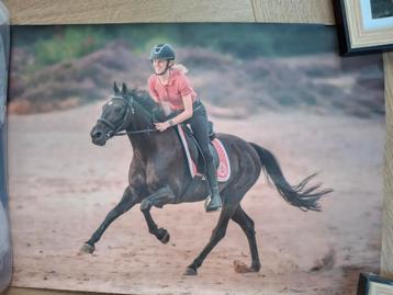 Daphne draaft door posters beschikbaar voor biedingen