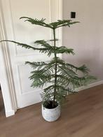 Kamerden 125 cm incl mooie pot. Gezonde plant., Ophalen, 100 tot 150 cm, Overige soorten, Halfschaduw